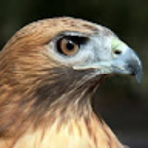 Meet your Posher, Lila